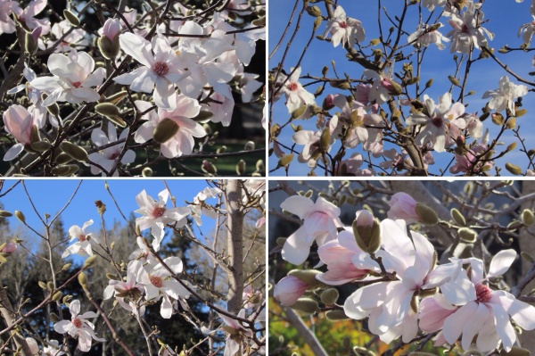 White Star Magnolia Stelleta blossoms, Sonoma County
